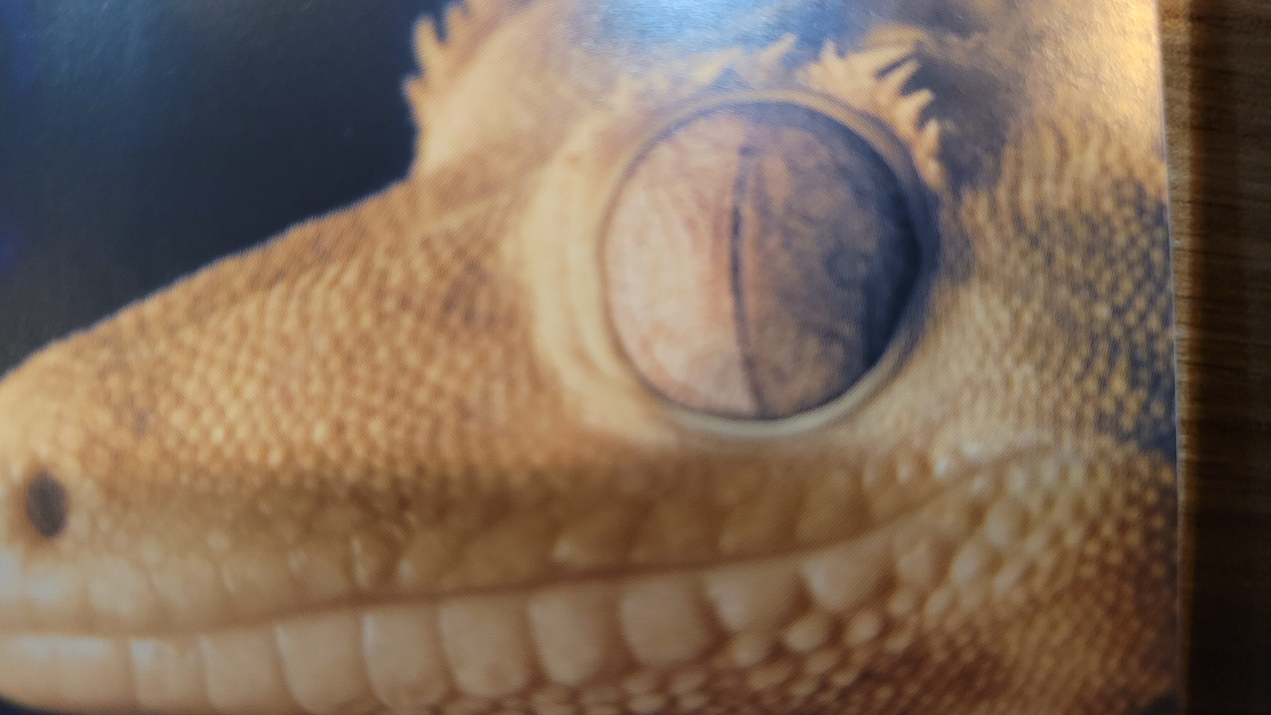 크레스티드 게코 눈