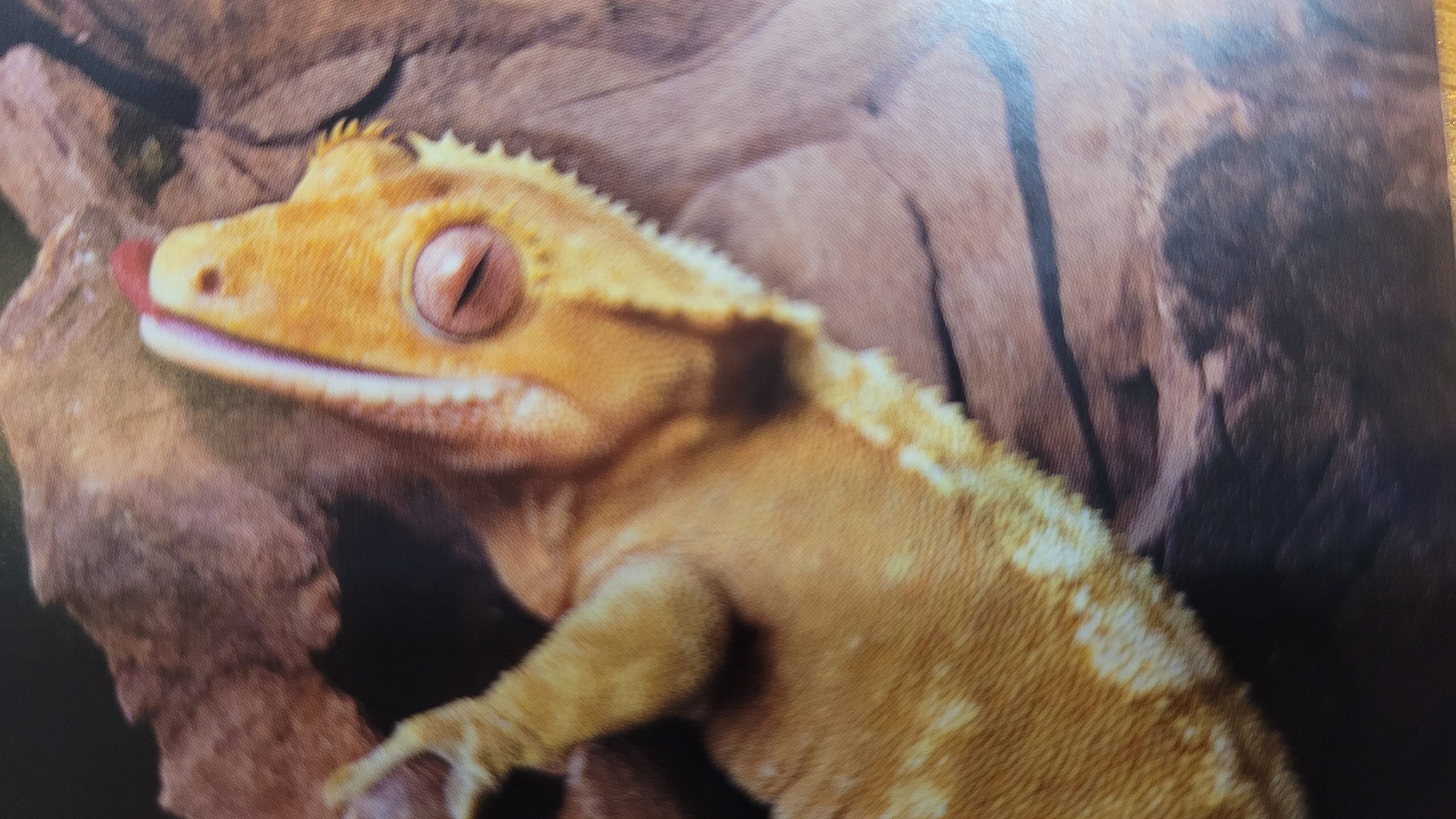 크레스티드 게코