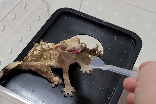 크레스티드게코
