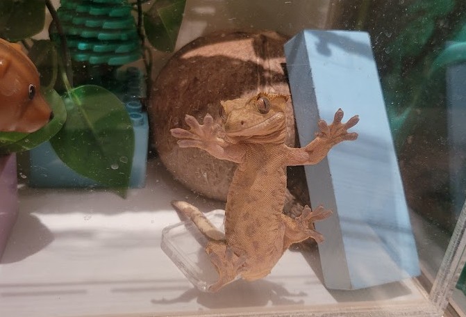 크레스티드게코