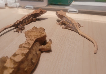 크레스티드게코