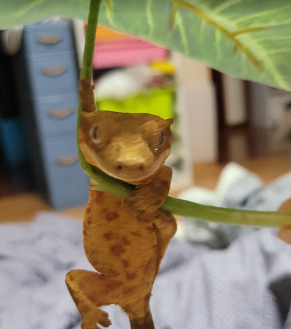크레스티드게코