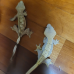 크레스티드게코