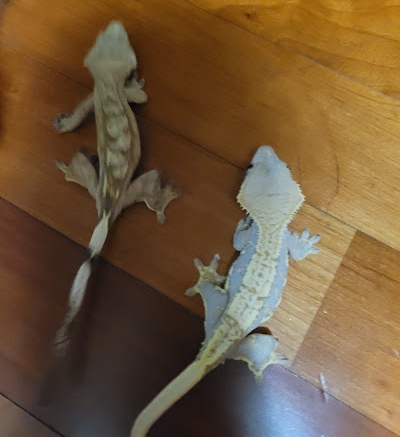 크레스티드게코