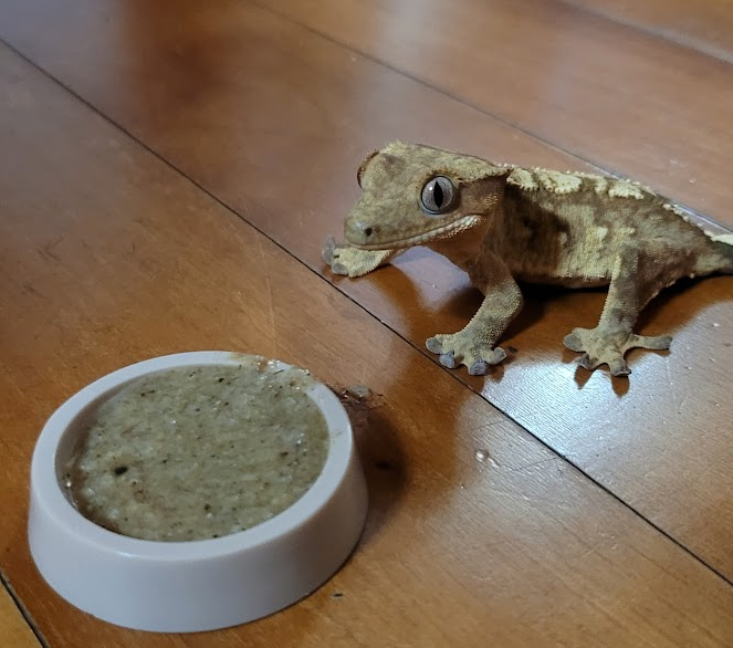 크레스티드게코